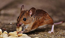 24 Hour & Emergency Exterminators in Boline, LA